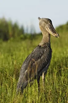 Zambia Prints: bec en sabot. Shoebill Balaeniceps rex