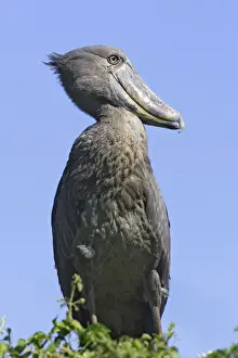 bec en sabot. Shoebill Balaeniceps rex