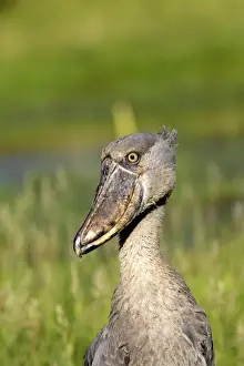 bec en sabot. Shoebill Balaeniceps rex