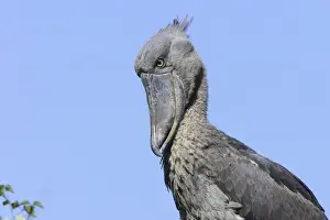 bec en sabot. Shoebill Balaeniceps rex