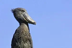 bec en sabot. Shoebill Balaeniceps rex