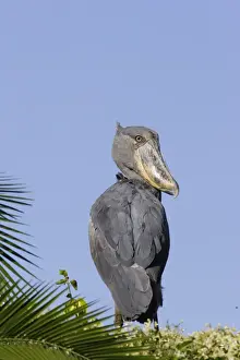 bec en sabot. Shoebill Balaeniceps rex