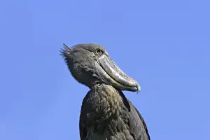 bec en sabot. Shoebill Balaeniceps rex