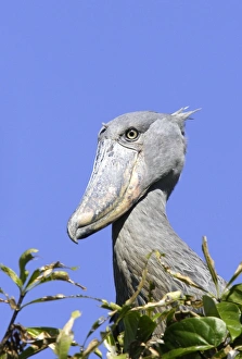 Images Dated 21st April 2006: bec en sabot. Shoebill Balaeniceps rex