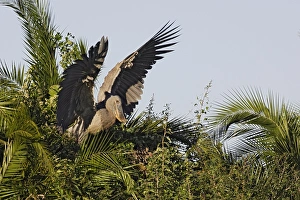 Images Dated 26th April 2006: bec en sabot. Shoebill Balaeniceps rex