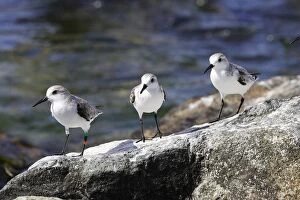 Images Dated 20th February 2006: Becasseau sanderling.Calidris alba