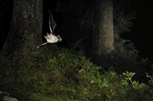 Images Dated 29th August 2009: Bechstein's Bat - in flight in a Picea sp. mountain forest - Jura Mountain - Switzerland