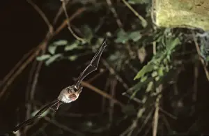 Bechstein's bat flying into a cave ( old iron mine) post breading season ( end of august) French jura