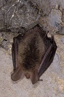 Images Dated 9th November 2011: Bechstein's Bat - hibernation at cave - the Ardennes - Belgium