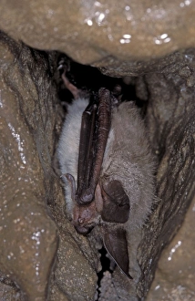 Images Dated 9th November 2011: Bechstein's Bat - hibernation at cave - the Ardennes - Belgium