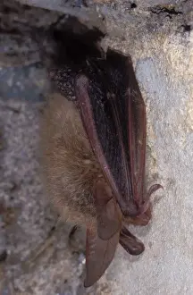 Agility Prints: Bechstein's Bat - hibernation at cave - the Ardennes - Belgium