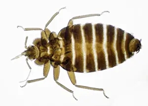 Bed Bug