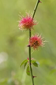 Images Dated 7th August 2012: Bedeguar Gall