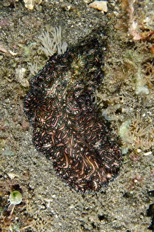 Worm Gallery: Bedford's Flatworm - Pyramids dive site, Amed