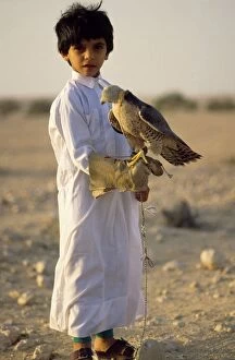 Bedouin Boy - learning falconry - Saker Falcon