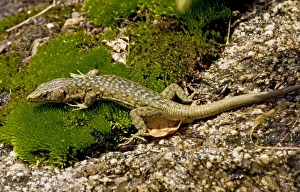 Bedriagas Rock Lizard - on damp granite rock Bedriagas Rock Lizard - on damp granite rock