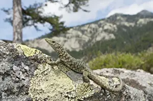 Bedriaga's Rock Lizard - female in mountain habitats - sardo-corsican endemic - Forest of Aitone - Corsica - France