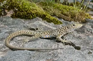 Corsica Prints: Bedriaga's Rock Lizard - sardo-corsican endemic - Corsica - France