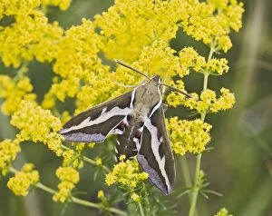 Images Dated 4th July 2008: Bedstraw Hawkmoth - on bedstraw 005804