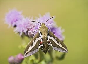 Images Dated 4th July 2008: Bedstraw Hawkmoth - on flower