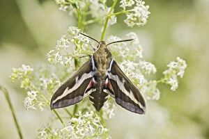 Images Dated 4th July 2008: Bedstraw Hawkmoth - resting on bedstraw 005814
