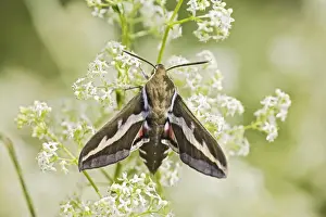 Hawk Moths Prints: Bedstraw Hawkmoth - resting on bedstraw 005814