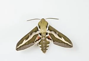 Images Dated 5th July 2008: Bedstraw Hawkmoth - white background 005817