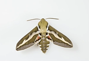 Images Dated 5th July 2008: Bedstraw Hawkmoth - white background 005817