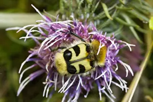 Romania Prints: Bee chafer / Bee beetle (Trichius fasciatus) on a knapweed. Romania