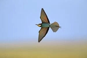 Images Dated 27th April 2013: Bee-eater - in flight Castro Verde, Alentejo, Portugal
