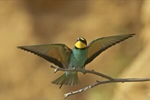 Bee-eater - In flight coming in to land on perch
