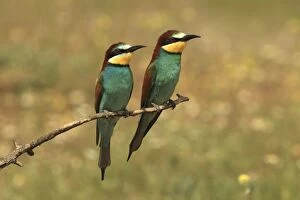 Bee Eater male and female