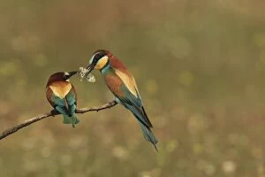 Bee Eater male presenting butterfly prey to female