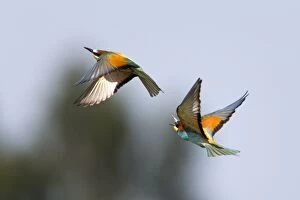 Behavoiur Gallery: Bee-eater - pair in courtship display in flight