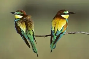 Bee Eater Prints: Bee-Eater - pair sitting on branch Coto Donana National Park, S. Spain