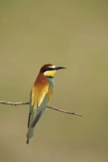 Bee-eater - At rest on perch
