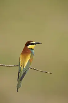 Bee-eater - At rest on perch Extramadura, Spain BI002439