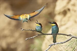 Bee-eaters - Pair Screaming at intruder in flight