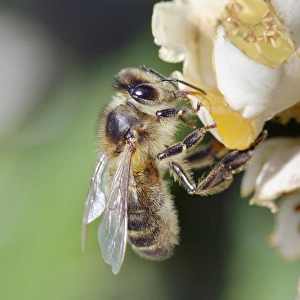 Images Dated 30th October 2006: Bee - on flower
