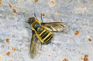 Images Dated 15th May 2008: Bee Fly - basking (note wig venation) UK