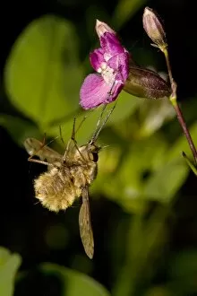 Bee-Fly - caught by the sticky viscid hairs of Sticky catchfly (Lychnis viscaria)
