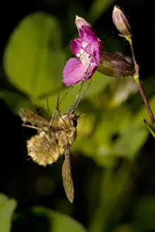 Sticky Prints: Bee-Fly - caught by the sticky viscid hairs of Sticky catchfly (Lychnis viscaria)