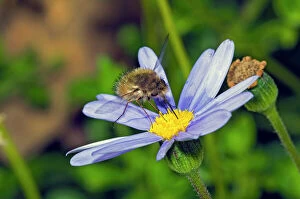 Drinking Gallery: Bee Fly - feeding on nectar from daisy flower. Larvae prey on or parasitise various stages of many insects