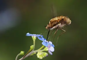 Drinking Nectar Prints: Bee-fly - hovering while feeding on nectar from forget-me-not flower