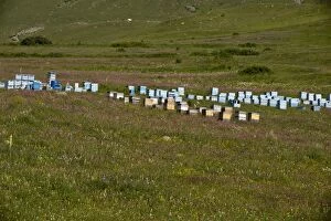 Bee Hives in flowery grassland near Cildir, north-east