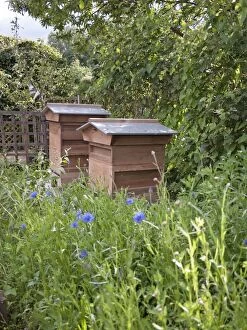 Images Dated 13th July 2012: Bee Hives in garden