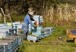 Images Dated 13th October 2010: Bee-keeper among his hives in the old saxon village