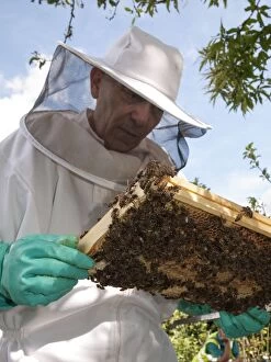 Images Dated 13th July 2012: Bee Keeper - inspecting honey bees on frame