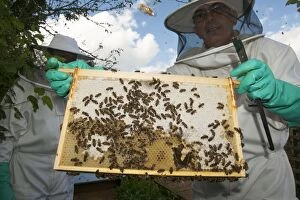 Images Dated 13th July 2012: Bee Keeper - showing comb to frame