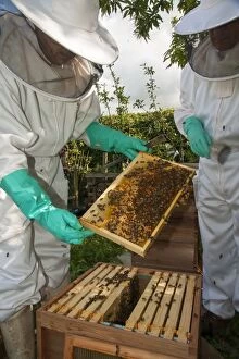 Images Dated 13th July 2012: Bee Keepers - inspecting frame